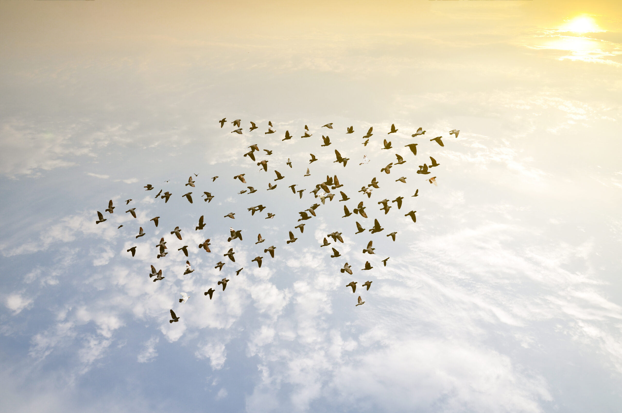 Birds flying in an arrow formation against a bright, cloudy sky, illustrating team accountability and shared ownership in leadership.